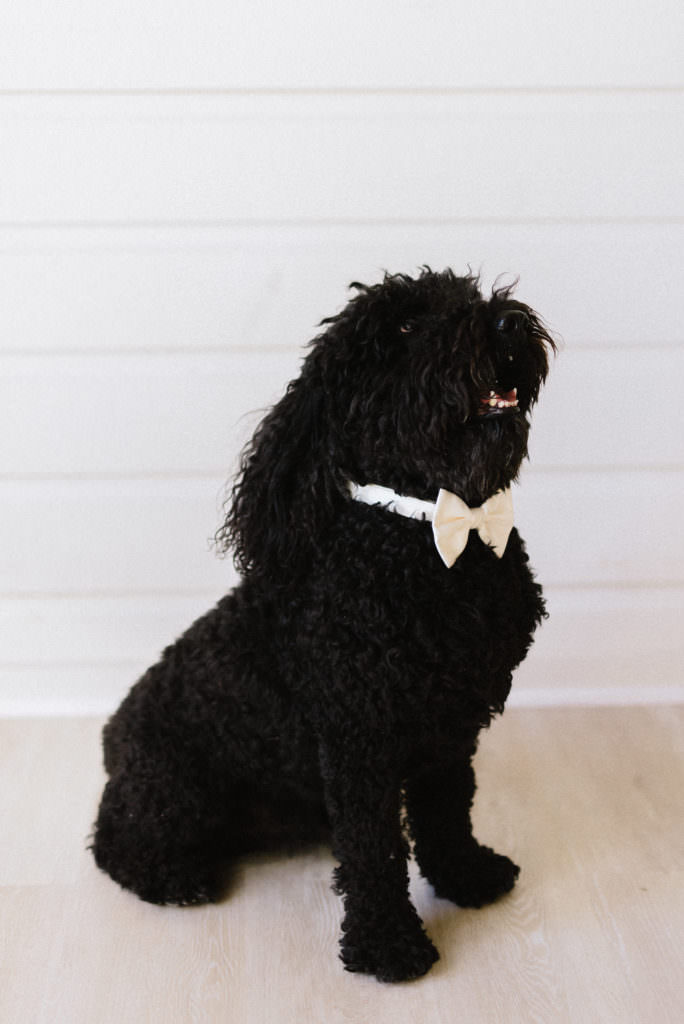 Need some ideas of how to include your dog in your wedding? The Chancey Charm Team is sharing some unique and fun ways you can include your beloved fur baby in your wedding. #furbaby #weddingplanningtips #chanceycharm