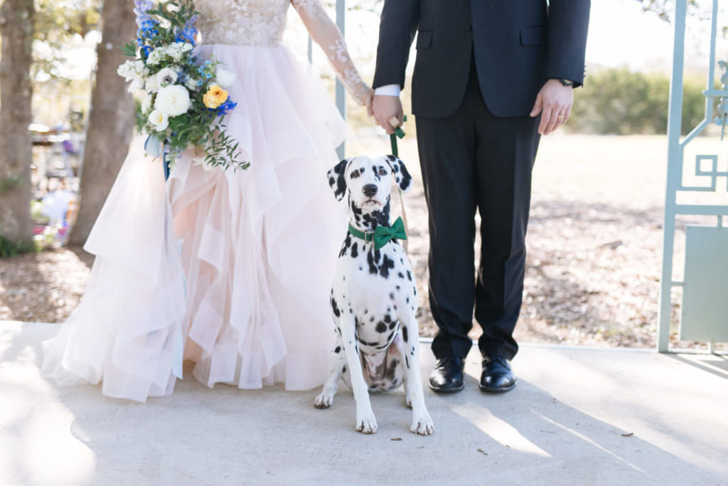 Wedding couple with black and white spotted dog