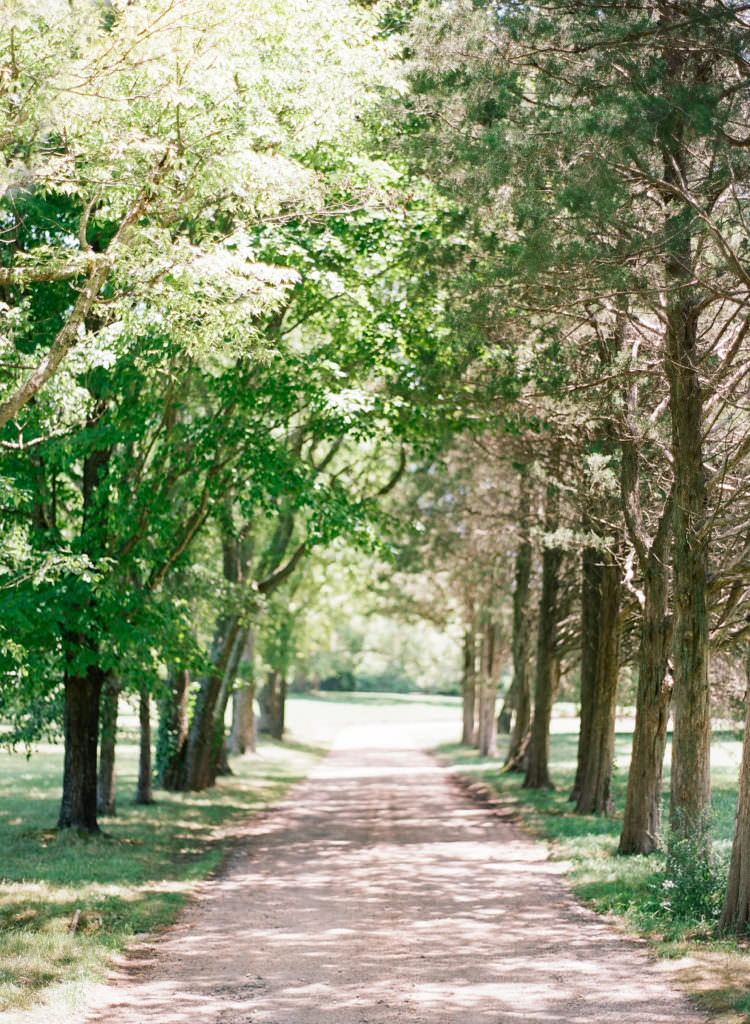 A tree lined driveway at the Great Marsh Estate